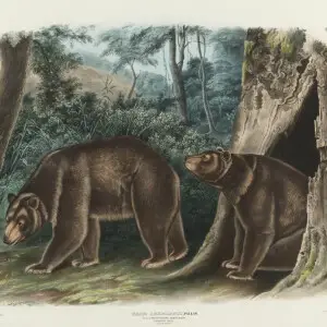 Cinnamon bear
PLATE CXXVII
hand-colored lithograph
1847-1848
on wove paper
555 by 700 mm