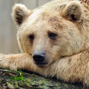 A cinnamon bear, thinking deep thoughts. As they do.

Germany, 2010