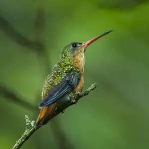 Cinnamon Hummingbird - Mexico_S4E8524