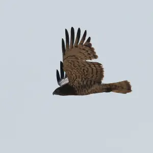 short toed snake eagle in flight in the velavadar national park , gujurat