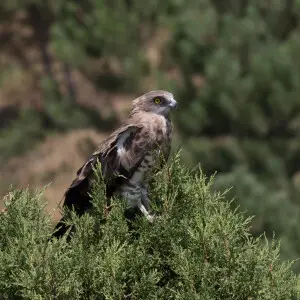Short-toed snake-eagle (Circaetus gallicus). Obruk Waterfall N.P. in Saimbeyli - Adana, Turkey.