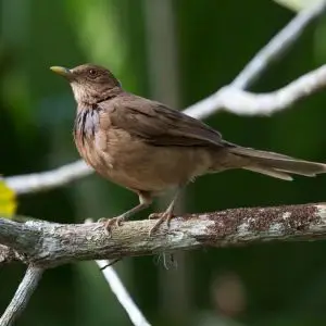 Clay-colored thrush