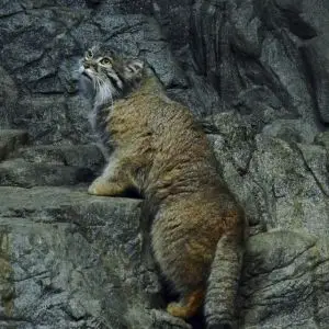 Climbing Pallas Cat