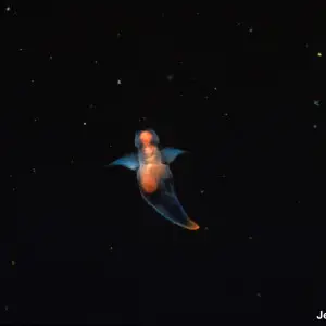 A photograph of shell-less gastropod called sea butterfly Clione limacina (Gastropoda: Gymnosomata). The specimen is "flying" in the water column using a pair of diminutive "wings" ? parapodia.