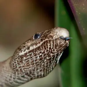 Image title: Close up of head of puerto rican boa snake epicrates inornatus
Image from Public domain images website, http://www.public-domain-image.com/full-image/fauna-animals-public-domain-images-pictures/reptiles-and-amphibians-public-domain-images-pic
