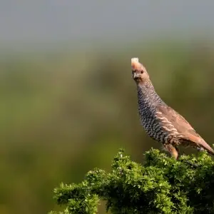 Codorniz Escamosa