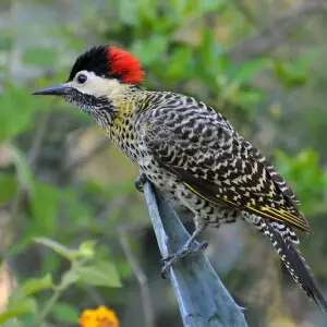 A female Green-barred Woodpecker inSanta Tereza Park, Punta del Diablo, Rocha, Uruguay.