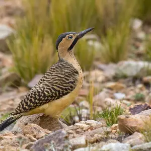 The Andean Flicker photographed in Peru.