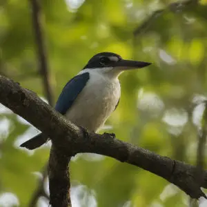 Collared Kingfisher - Baluran NP - East Java_MG_7941