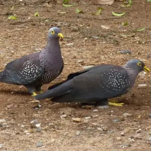 African olive pigeons at a clay lick in Lynnwood Glen, in suburban Pretoria, South Africa. Up to 10 birds congregate at a time, with both sexes and various age groups present. The habit may well be related to consumption of poisonous Melia azedarach or So