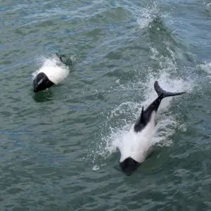Commerson's dolphins (Cephalorhynchus commersonii) in the Strait of Magellan