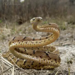 It is a common cat snake. Its is a mildly venomous species of snake that usually lives on trees and feed on small lizards, rodents and small birds