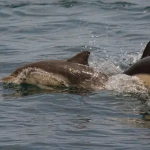 Common Dolphins