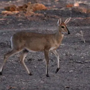 Common Duiker, Sylvicapra grimmia - just before the light was gone