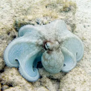 common octopus Octopus vulgaris
