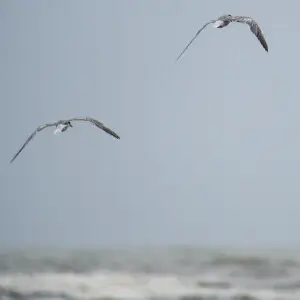 Common or White-cheeked Tern