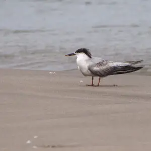Common or White-cheeked Tern