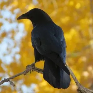 Common Raven and fall Rio Grande Cottonwoods again