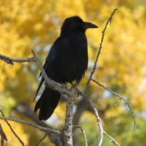 Common Raven and fall Rio Grande Cottonwoods