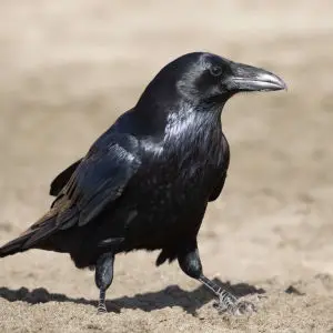 common raven - sf