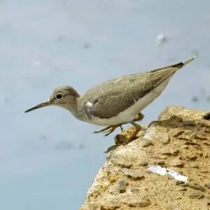 Common sandpiper - Facts, Diet, Habitat & Pictures on Animalia.bio