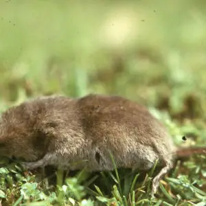 Common Shrew in Cwmdare Country Park. Cynon Valley 1973