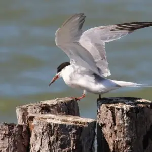 Common Tern Sterna comune