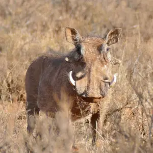 Common Warthog (Phacochoerus africanus) male