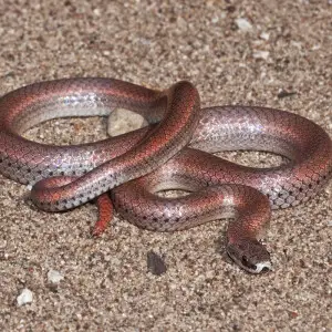 A Sharp-tailed Snake (Contia tenuis), near Lake Nacimiento, San Luis Obispo County, California.