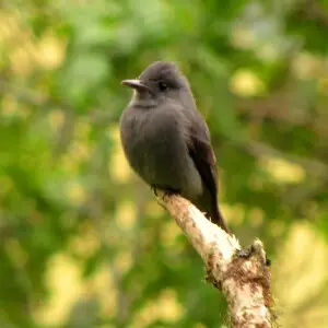 Smoke-colored pewee - Facts, Diet, Habitat & Pictures on Animalia.bio