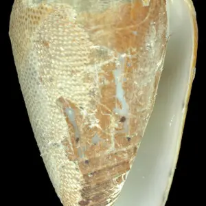 PRESERVED_SPECIMEN; Conus arenatus Hwass, 1792; Type status: 	N/A; Identified by:	Monnier E. &amp; Tenorio M.; Individual count:	1; Event date: 	2014-06-03T00:00:00Z