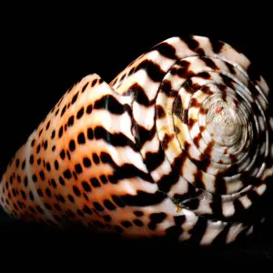 A conus litteratus collected near Toliara, Madagascar