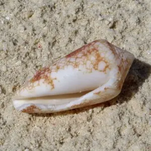 Un c?ne magnifique (Conus arenatus) vide sur une plage aux Maldives (Landaagiraavaru, atoll de Baa).