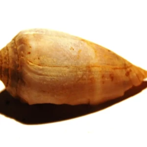 Conus ventricosus mediterraneus