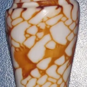 Conus milneedwardsi Jousseaume, 1894 - Glory of India cone snail shell (abapertural view), modern (latest Holocene). (public display, Bailey-Matthews Shell Museum, Sanibel Island, Florida, USA)
The gastropods (snails &amp; slugs) are a group of molluscs t