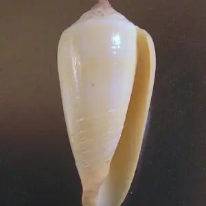 Conus ochroleucus tmetus Tomlin, 1937 (synonym: Conus pilkeyi E. J. Petuch, 1974); the Philippines