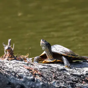 Cool things seen during bird tour; common map turtle (Graptemys geographica)