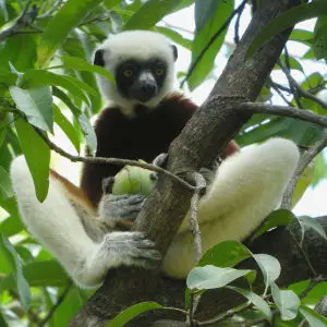 Coquerel's Sifaka, Ankarafantsika, Madagascar