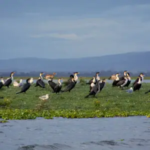 Cormorants on Lake Naivasha