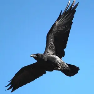 Chihuahuan Raven (Corvus cryptoleucus) in flight, Sonora Desert Museum.