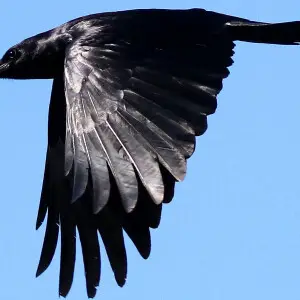 Fish crow at Cape May Point State Park, USA