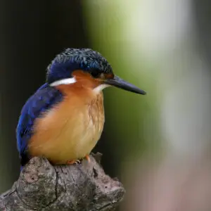 This collaborative Malagasy Kingfisher Corythornis vintsioides was digiscoped next to the large ponds in Tsimbazaza, the zoo of the capital of Madagascar, Antananarivo.