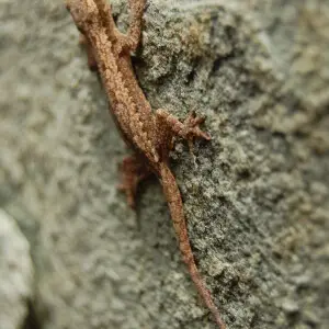 Cicak (Bahasa Indonesia), house-gecko (English), Cosymbotus platyurus