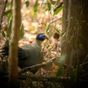 Giant Coua - Facts, Diet, Habitat & Pictures On Animalia.bio