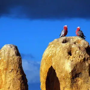 Couple of Galahs