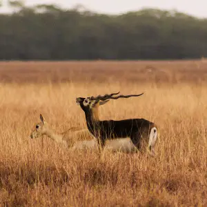 Blackbuck photo