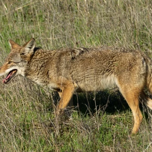 Plains coyote