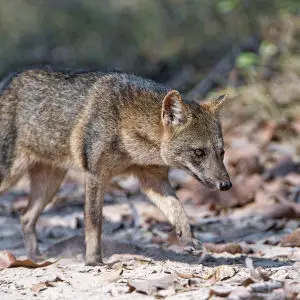 Crab eating fox walking on the way