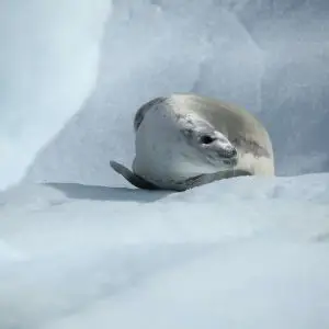 Crabeater Seal in Pléneau Bay, Antarctica