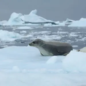 Crabeater Seals in Pléneau Bay, Antarctica
